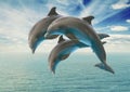 Three jumping dolphins Royalty Free Stock Photo