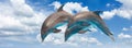 three jumping dolphins Royalty Free Stock Photo