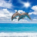 Three jumping dolphins