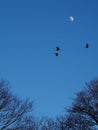 Three crows fly above the forest, silhouetted by the moon