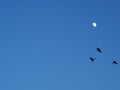 Three crows flying are silhouetted by the moon