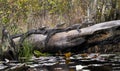 Three juvenile American Alligators basking on a long in Minnies Lake; Okefenokee Swamp, Georgia Royalty Free Stock Photo