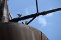 Three juvenile Australian Magpie-Larks (Grallina cyanoleuca) perching on a pipe