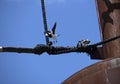 Three juvenile Australian Magpie-Larks (Grallina cyanoleuca) on a rope