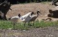 Three Juvenile Australian White Ibis (Threskiornis molucca) in Sydney, NSW, Australia