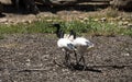 Three Juvenile Australian White Ibis (Threskiornis molucca) in Sydney