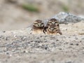 Three Juvenile Burrowing Owls