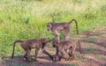 Three baboons in a meeting