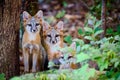 Three Juvenile Gray Fox Kits Urocyon cinereoargenteus in a for