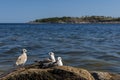 Three juvenile gulls on a cliff with blue sea and sky in background