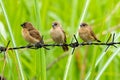 Three juvenile Scaly-Breasted Munia perching on rusty barb wire Royalty Free Stock Photo