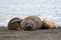 Three juvenile Southern Elephant Seals Mirounga leonina lying on the shore in Antarctica Royalty Free Stock Photo