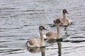 Three juvenile Trumpeter Swans in Wyoming Royalty Free Stock Photo