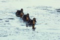 Three juvenile wild mallard ducks on the morning swim