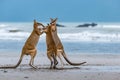 Three Kangaroos Fighting on the Beach at Cape Hillsborough, Queensland, Australia