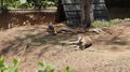 Three kangaroos lie in the shade