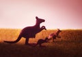 Three kangaroos on the meadow on sunset