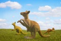 Three kangaroos on the meadow