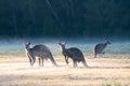 Three kangaroos in the mist