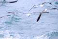 Three kelp gulls over the ocean Royalty Free Stock Photo