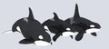 Three killer whales Royalty Free Stock Photo