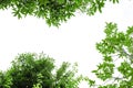 Three kind of green big tree leaves long branch isolated on white background and copy space for text in frame. greenery wooden tro