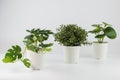 Three kinds of artificial plants on a white background. Monstera, boxwood, pilea peperomia.