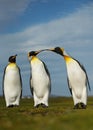 Three King penguins displaying aggressive behavior Royalty Free Stock Photo