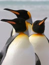 Three King Penguins, Falkland Islands Royalty Free Stock Photo