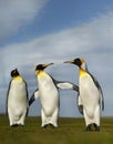 Three King penguins during mating season Royalty Free Stock Photo