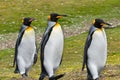 Three King Penguins Out for a Stroll