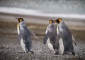 Three king penguins running through the rain