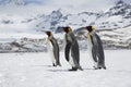 Three king penguins in the snow on South Georgia island