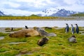 Three king penguins and snuggling sea elephants in beautiful landscape of South Georgia, Antarctica. Royalty Free Stock Photo