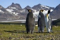 Three King Penguins, South Georgia, Antarctica