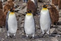 Three King penguins standing