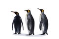 Three king penguis isolated on the white background Royalty Free Stock Photo
