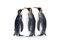 Three king penguis isolated on the white background Royalty Free Stock Photo