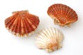 Three king scallops, saint jacques on white background