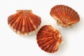 Three king scallops, saint jacques on white background