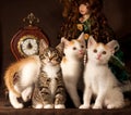 Three kitten Royalty Free Stock Photo