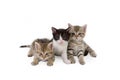 Three kitten brothers Royalty Free Stock Photo