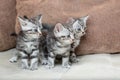 Three kitten brothers Royalty Free Stock Photo