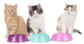 Three kitten with food bowls Royalty Free Stock Photo