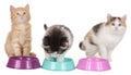 Three kitten with food bowls