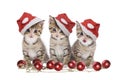 Three kitten with Santa cap Royalty Free Stock Photo