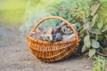 Three kitten sitting near flowers and green grass Royalty Free Stock Photo