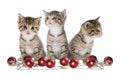 Three kitten on white Background Royalty Free Stock Photo