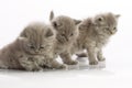 Three kittens Royalty Free Stock Photo