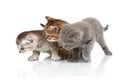 Three kittens Royalty Free Stock Photo